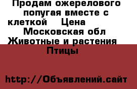 Продам ожерелового попугая вместе с клеткой  › Цена ­ 15 000 - Московская обл. Животные и растения » Птицы   